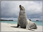 foto Flora e la fauna della Isole Galapagos